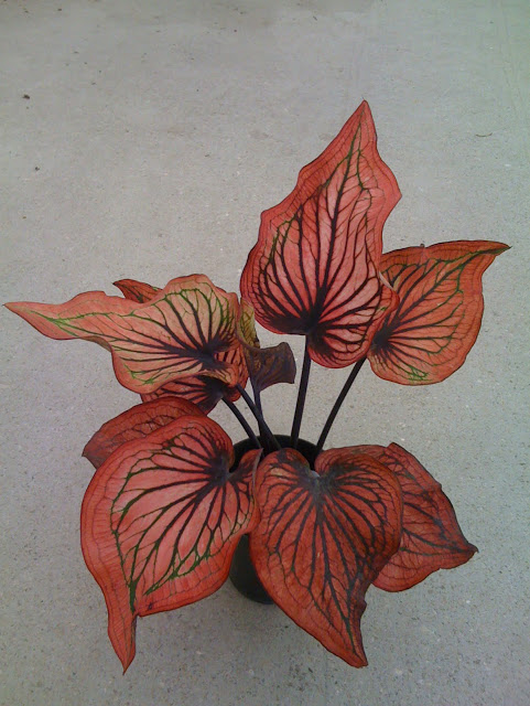 Caladium 'Siam Moon'